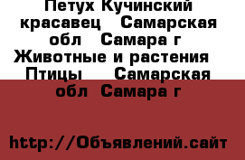 Петух Кучинский красавец - Самарская обл., Самара г. Животные и растения » Птицы   . Самарская обл.,Самара г.
